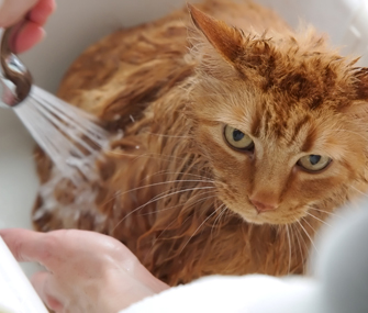 关于橙色虎斑猫的气质问题
